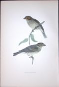 Little Bunting Rev Morris Antique History of British Birds 130 Years-Old Engraving-188