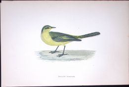 Yellow Wagtail Rev Morris Antique History of British Birds 130 Years-Old Engraving-168