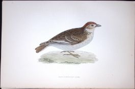 White Winged Lark Rev Morris Antique History of British Birds 130 Years-Old Engraving-177