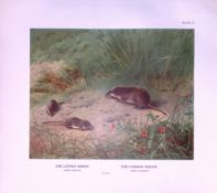 Lesser & Common Shrew Rare Limited-Edition Coloured Antique Print