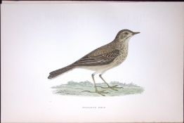 Richard’s Pipit Rev Morris Antique History of British Birds 130 Years-Old Engraving-169