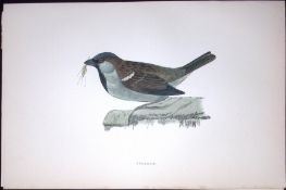 Sparrow Rev Morris Antique History of British Birds 130 Years-Old Engraving-194