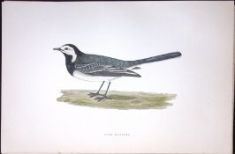 Pied Wagtail Rev Morris Antique History of British Birds 130 Years-Old Engraving-164
