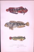 3- Species of Blenny Fish Antique 1877 J. Couch Woodblock Scarce Engraving-241