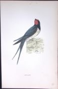 Swallow Rev Morris Antique History of British Birds 130 Years-Old Engraving-161