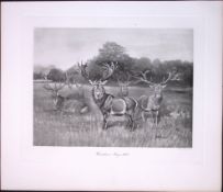 Herd Warnham Stags Rare Limited-Edition Antique JG Millais Print.