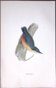 Nuthatch Rev Morris Antique History of British Birds 130 Years-Old Engraving-151.