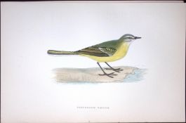 Grey Headed Wagtail Rev Morris Antique History of British Birds 130 Years-Old Engraving-167