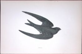 Swift Rev Morris Antique History of British Birds 130 Years-Old Engraving-158