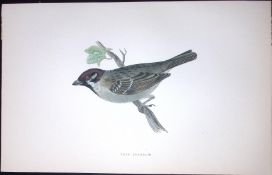 Tree-Sparrow Rev Morris Antique History of British Birds 130 Years-Old Engraving-193