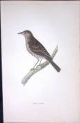 Tree Pipit Rev Morris Antique History of British Birds 130 Years-Old Engraving-174