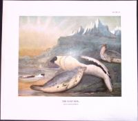 The Harp Seal Rare 121 Years-Old Limited-Edition Coloured Antique Print