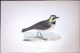 Shore Lark Rev Morris Antique History of British Birds 130 Years-Old Engraving-176