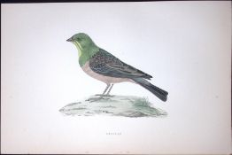 Ortolan Rev Morris Antique History of British Birds 130 Years-Old Engraving-190