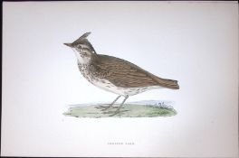 Crested Lark Rev Morris Antique History of British Birds 130 Years-Old Engraving-181