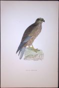 Marsh Harrier Rev Morris Antique History of British Birds 130 Years-Old Engraving-29