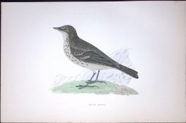 Rock Pipit Rev Morris Antique History of British Birds 130 Years-Old Engraving-175