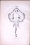 Cuckoo Ray Fish Scarce Antique 1877 Johnathan Couch Woodblock Engraving-106