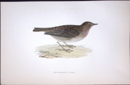 Red-Throated Pipit Rev Morris Antique History of British Birds 130 Years-Old Engraving-173