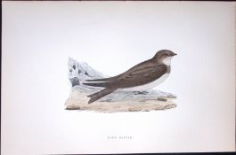 Sand Marten Rev Morris Antique History of British Birds 130 Years-Old Engraving-163