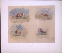 Highland Stag Studies Rare Limited-Edition Antique JG Millais Print