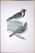 Lapland Bunting Rev Morris Antique History of British Birds 130 Years-Old Engraving-184