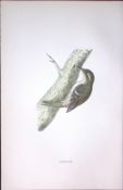 Creeper Rev Morris Antique History of British Birds 130 Years-Old Engraving-154