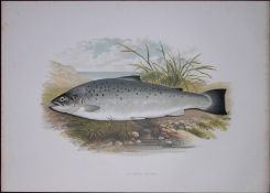 Salmon Trout Rev Houghton British Freshwater Fish 1879 Scarce Wood Engraving-22