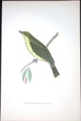 Melodious Willow Warbler Rev Morris Antique History of British Birds 130 Years-Old Engraving-126