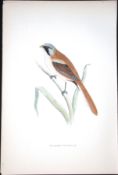 Bearded Titmouse Rev Morris Antique History of British Birds 130 Years-Old Engraving-71