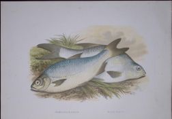 Pomeranian & White Bream Rev Houghton British Freshwater Fish 1879 Scarce Engraving-27