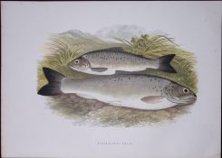 Black Finned Trout Rev Houghton British Freshwater Fish 1879 Scarce Engraving.15