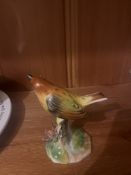 Royal Adderley Bird