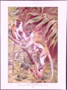 Green Monkey & White Handed Gibbon Antique Double-Sided Colour Plate-43
