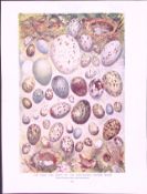 The Eggs And Nests British Birds Antique Double-Sided Colour Plate-64
