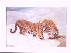 Tiger And Tigress In Serbia & Sea Eagle Antique Double-Sided Colour Plate-38