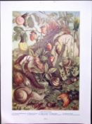 Group of Land-Molluscs Antique Double-Sided Colour Plate-20