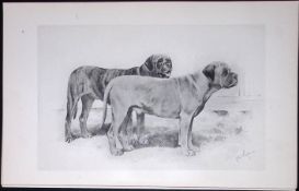 Bull Mastiffs Antique Book Plate Rawdon Lee Modern Dog 1894-2