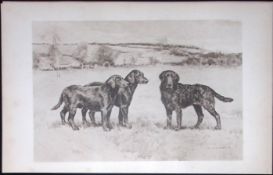 Golden Retrievers Antique Book Plate Rawdon Lee Modern Dogs 1906-53