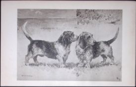 Basset Griffons Antique Book Plate Rawdon Lee Modern Dogs 1906-48