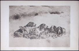 Group of Spaniels Antique Book Plate Rawdon Lee Modern Dogs 1906-50