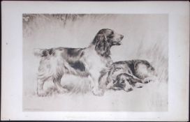 Welsh Springers Antique Book Plate Rawdon Lee Modern Dogs 1906-51
