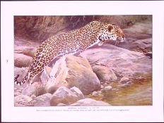 Leopard and Lynx Antique Double-Sided Colour Plate-35