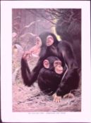 Chimpanzee And Its Young Antique Colour Plate-45