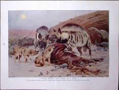 Hyenas, Jackals & Banded Mungoose Antique Double-Sided Colour Plate-29