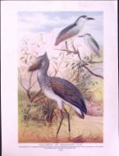 Whale Headed Stork & Night Herons Antique Double-Sided Colour Plate-59