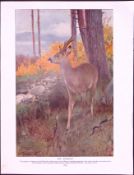 The Roebuck & The Elk Antique Double-Sided Colour Plate-68