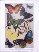 Group of Butterflies & Beetles in a Floods Antique Double-Sided Colour Plate-18