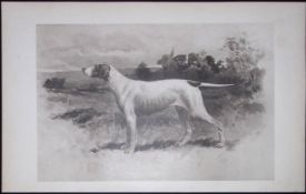 The Pointer Antique Book Plate Rawdon Lee Modern Dogs 1906-56
