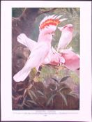Leadbeater’s Cockatoos & Kaka Parrots Antique Double-Sided Colour Plate-61
